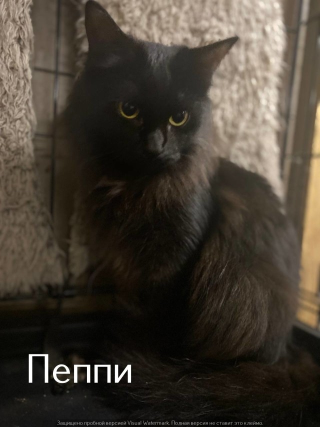 Жизнь домашнего приюта "Котоленд" 567