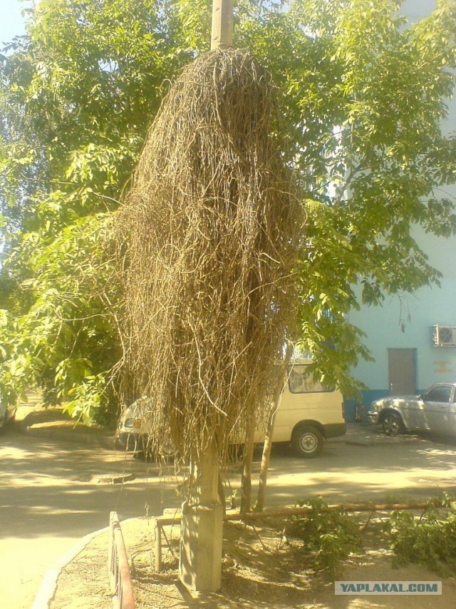 Маразмы года 2013