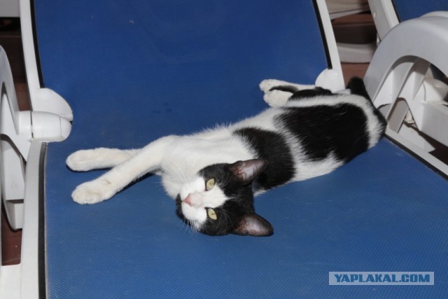 Котовторник 05.03.13