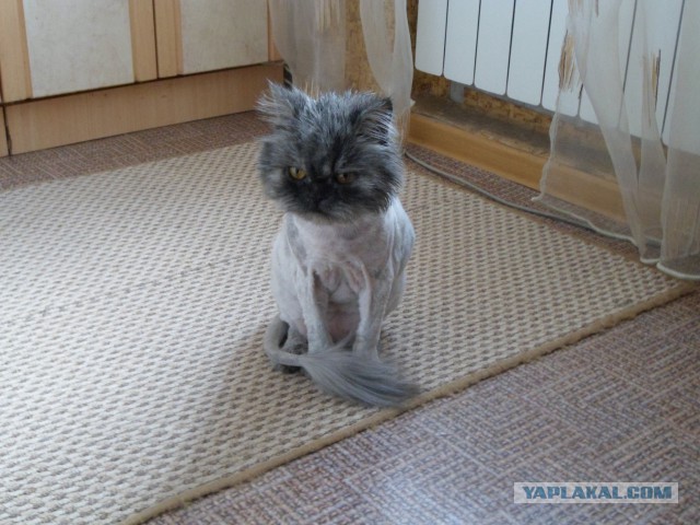 Котовторник 29.04.14.