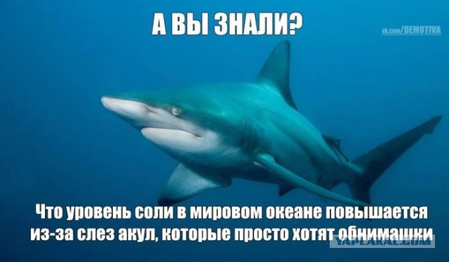 Добряки, плюсующие всех подряд