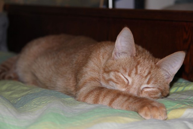Котовторник 12.08.2014