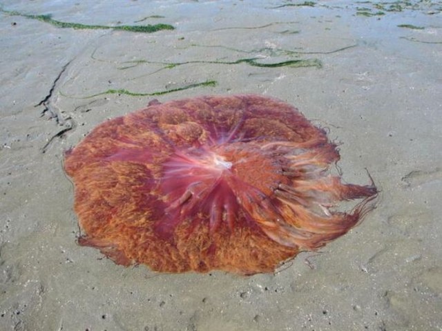 Огромная медуза на пляже