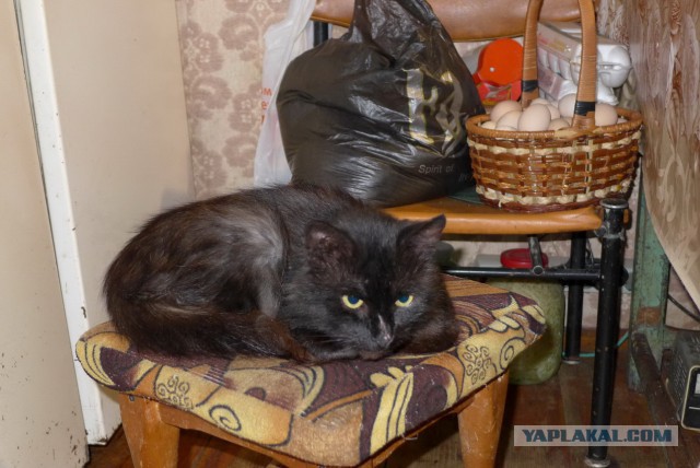 Котовторник 09.09.2014