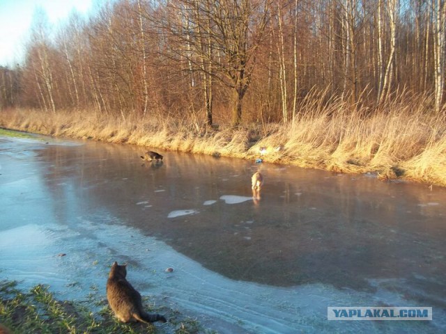 Жизнь домашнего приюта для котеек 45