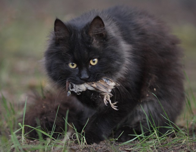 Уличные московские коты в фотографиях