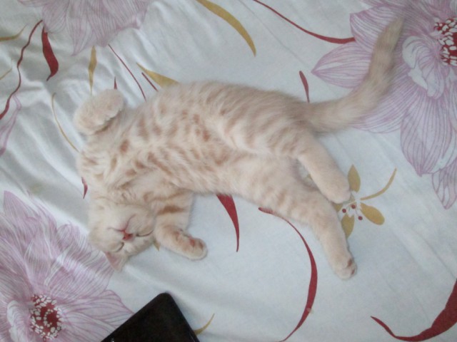 Котовторник