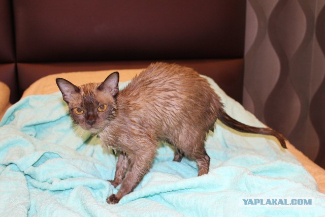Котовторник 16.06.2015., Котовторник наступил!
