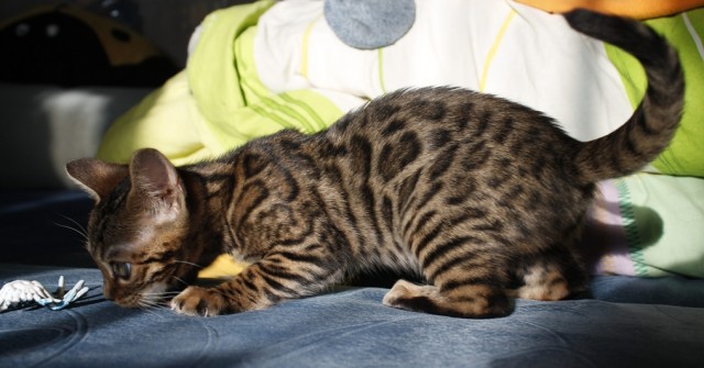 Домик для котейки