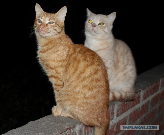 Котовторник