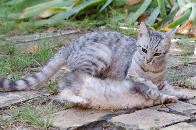 Котовторник