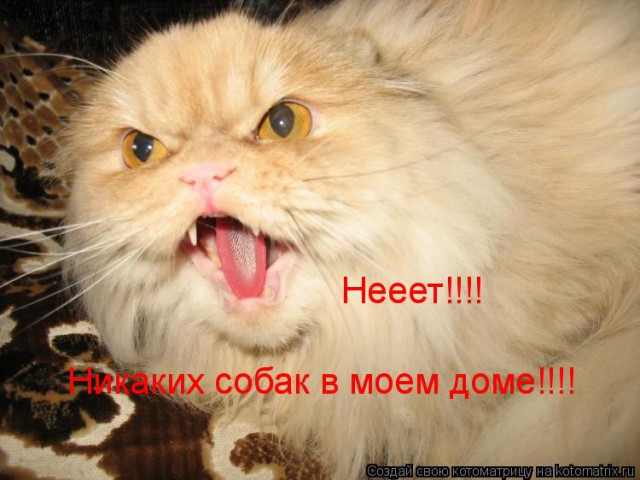 Плюшкиным посвящается