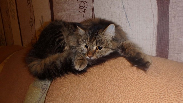Мои найденыши