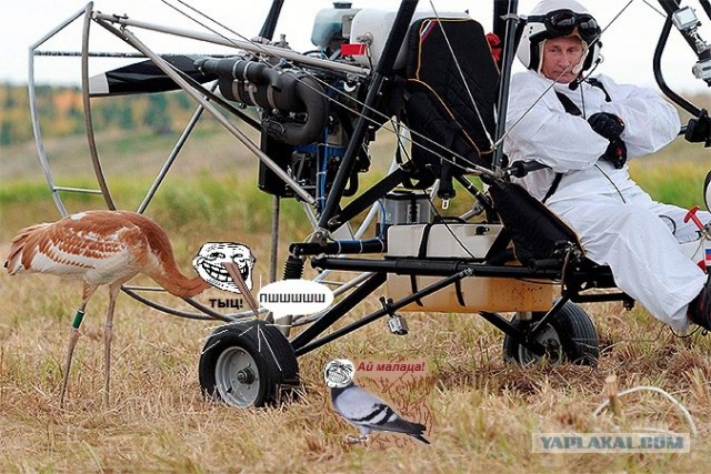 Путин с клювом в халате возглавил журавлиный клин
