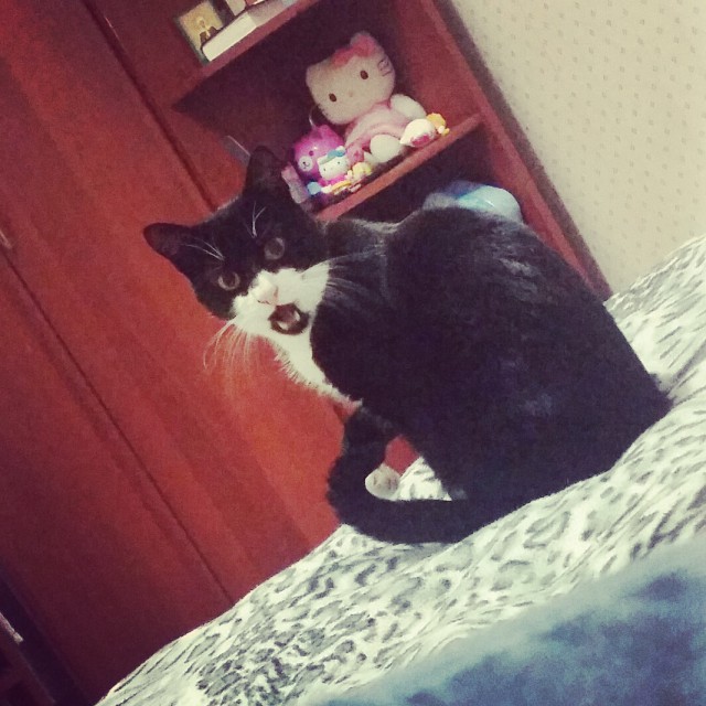 Котовторник 16.02.16