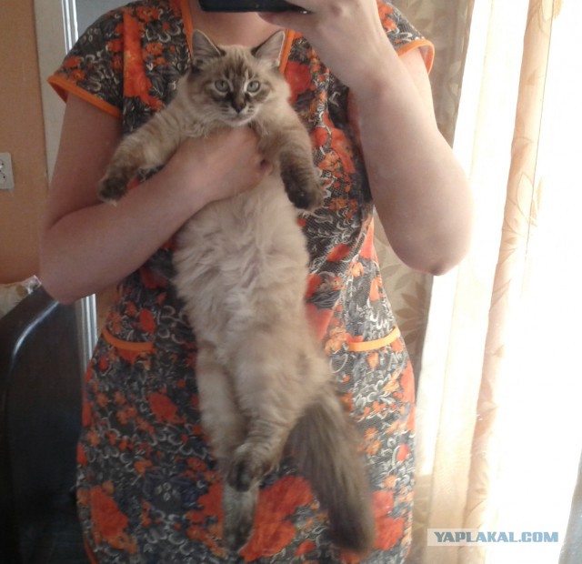 Котовторник 22.03.2016