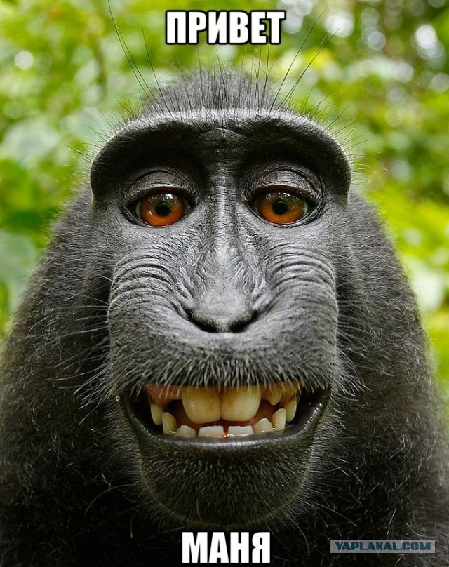 Манин привет