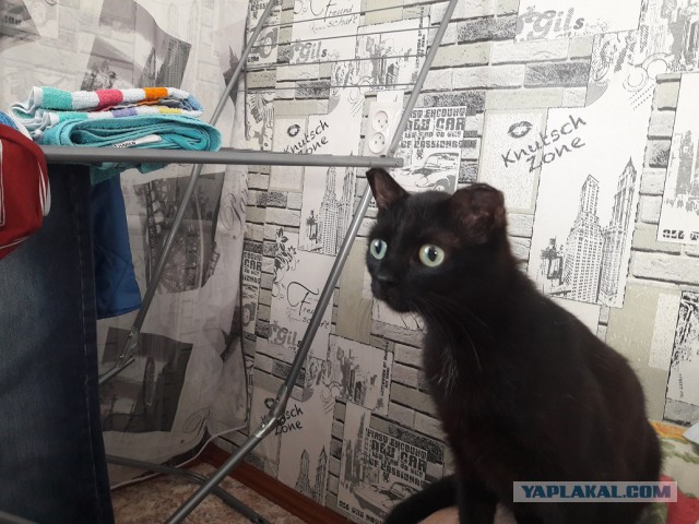 Минутка доброты на ЯПе