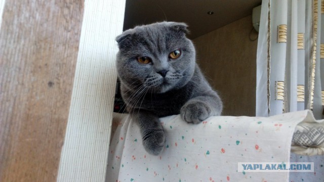 Котовторник 13.09.2016