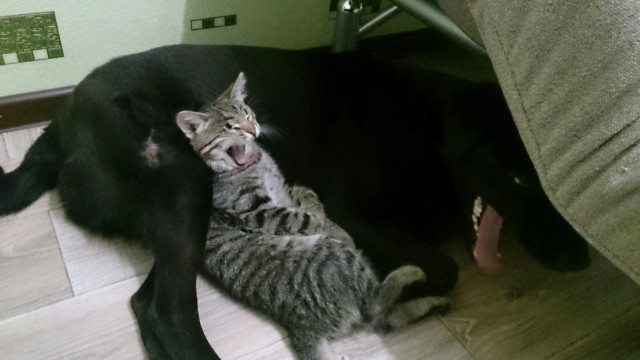 Мой зевающий кот