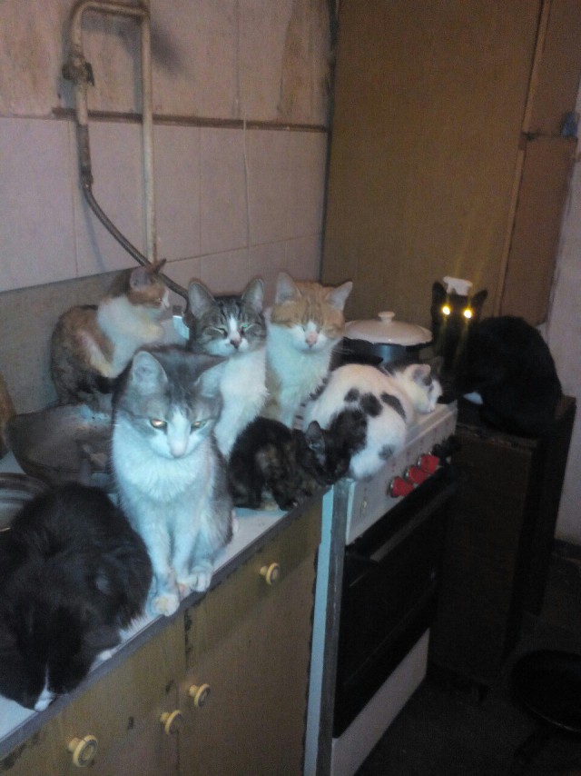 Коты из сети