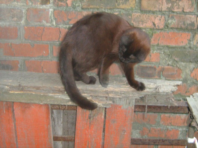 Коты из сети