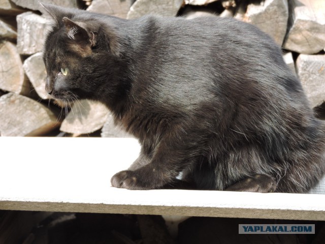 Котовторник  17.01.2017