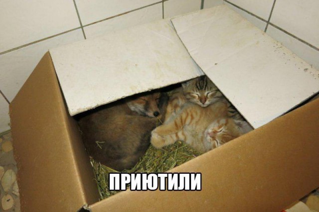 Самые смешные животные