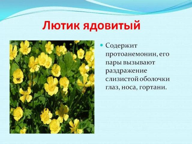 Лютик Окружающий Мир 1 Класс