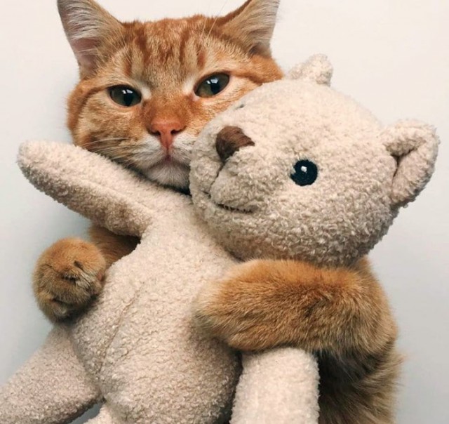 Коты и Кошки