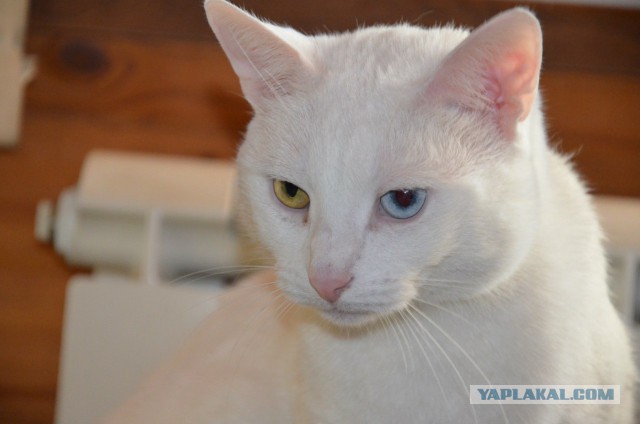 Котовторник  19.12.2017