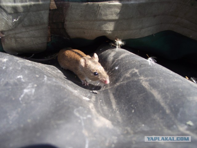 Просто Природа