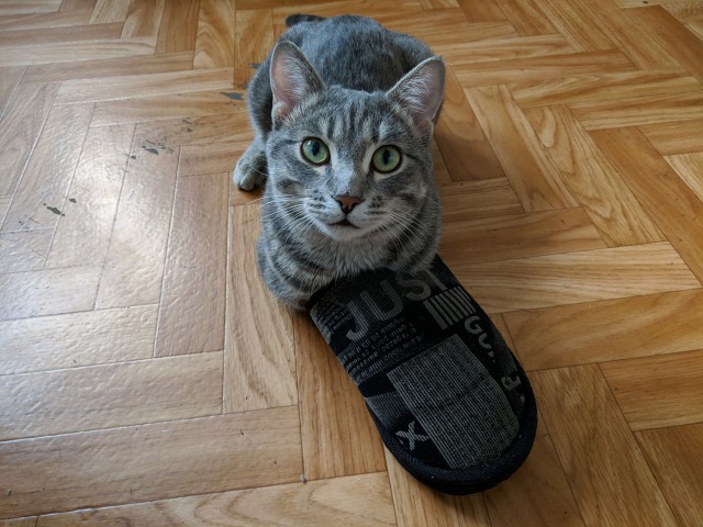 Котовторник