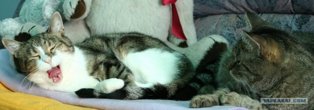 Внимание! На ЯПе КОТОВТОРНИК. 23.09.08.