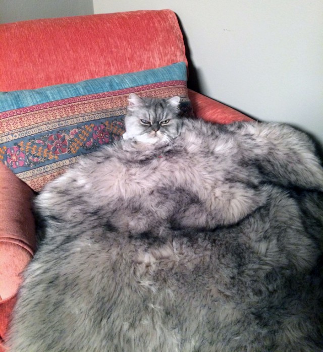 Прикольных котов пост