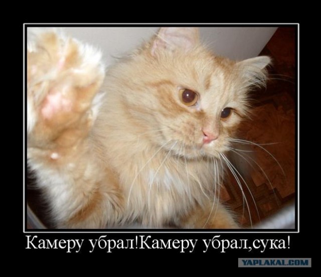 Котовторник