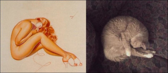 Кошки пин-ап