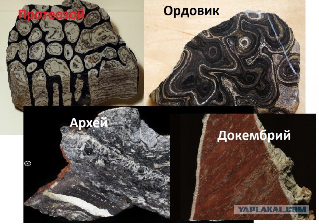 Полистратные окаменелости