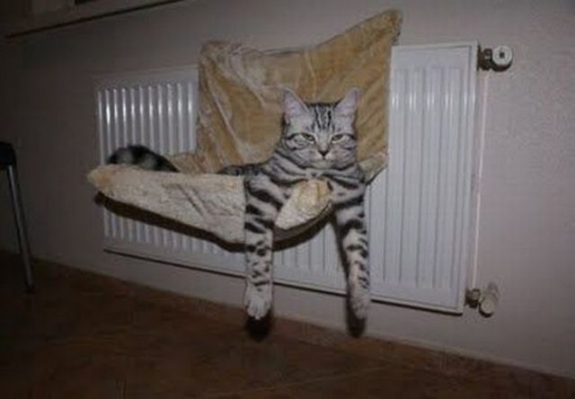 Профессиональный котовторник