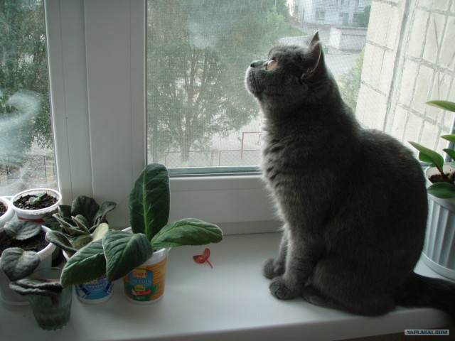 Котовторник на 26.06.12