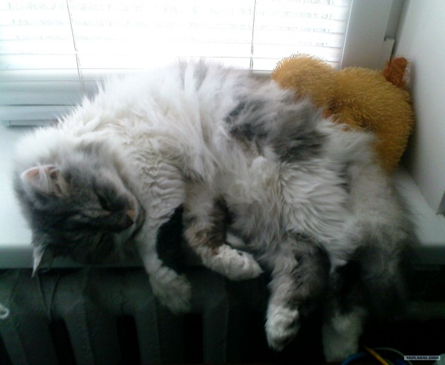 Котовторник 30.10.2012