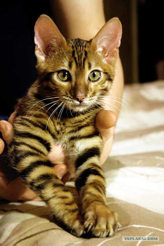 Молодые тигрицы Приморского сафари-парка