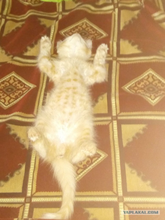 Картинки с котами и про котов