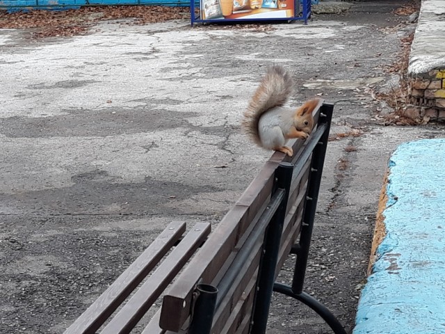 Бери шишку... Только одну!
