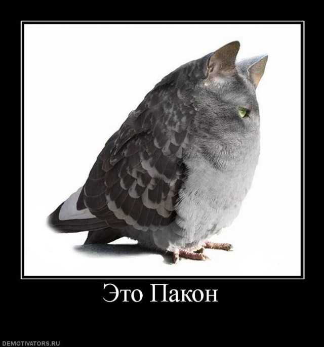 Джек-воробей