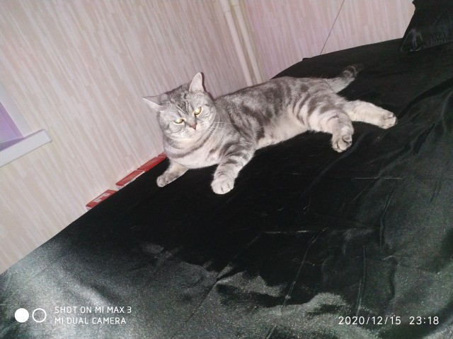 В постели с котом