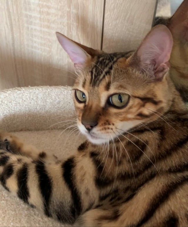 Котовторник же!
