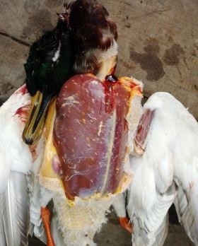 Охотники! ВНИМАНИЕ! Саркоцистоз!