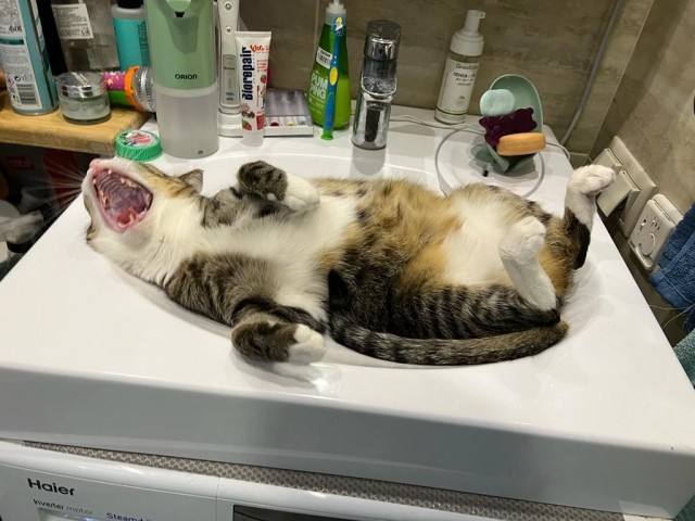 С праздником и котофторником!