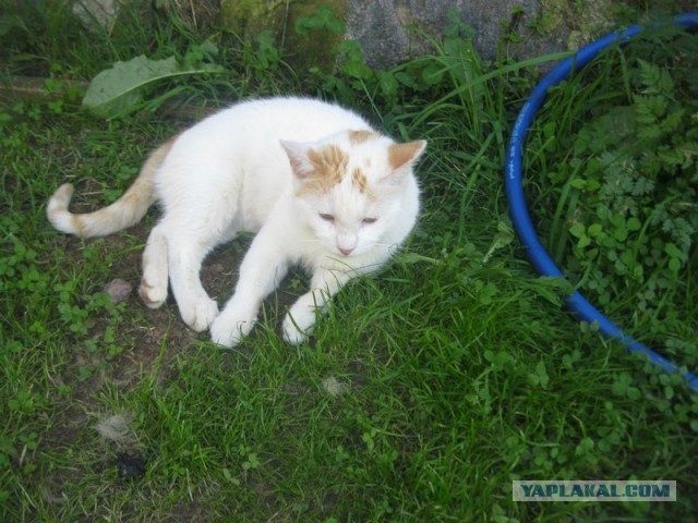 Жизнь домашнего приюта для котеек 400